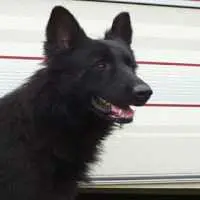 Eordaialive.com - Τα Νέα της Πτολεμαΐδας, Εορδαίας, Κοζάνης Ποια είναι τα πρόστιμα για όσους δεν έβαλαν τσιπ και δεν μαζεύουν τις ακαθαρσίες των σκύλων