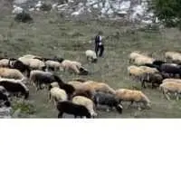 Eordaialive.com - Τα Νέα της Πτολεμαΐδας, Εορδαίας, Κοζάνης Αναρτήθηκαν οι καταστάσεις πληρωμής της δράσης Διατήρηση Απειλούμενων Αυτόχθονων Φυλών Αγροτικών Ζώων έτους 2014 (ΠΕ Κοζάνης)