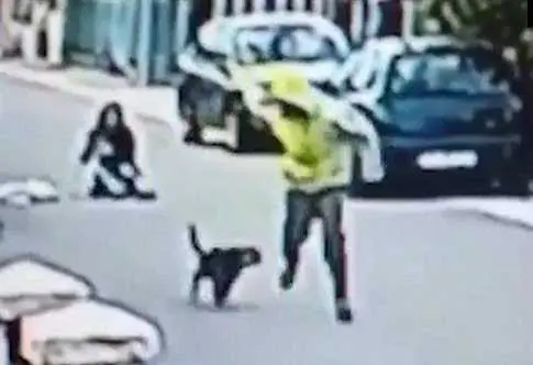 Eordaialive.com - Τα Νέα της Πτολεμαΐδας, Εορδαίας, Κοζάνης Αδέσποτος σκύλος κυνήγησε ληστή, προστατεύοντας μια γυναίκα (βίντεο)