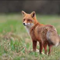 Eordaialive.com - Τα Νέα της Πτολεμαΐδας, Εορδαίας, Κοζάνης Τμήμα Κτηνιατρικής Κοζάνης: Σε εξέλιξη οι εμβολιασμοί των κόκκινων αλεπούδων για την αντιμετώπιση της Λύσσας.