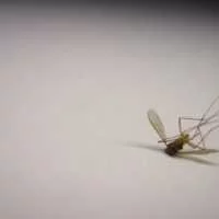 Eordaialive.com - Τα Νέα της Πτολεμαΐδας, Εορδαίας, Κοζάνης Πως να προστατευτείτε από τα κουνούπια
