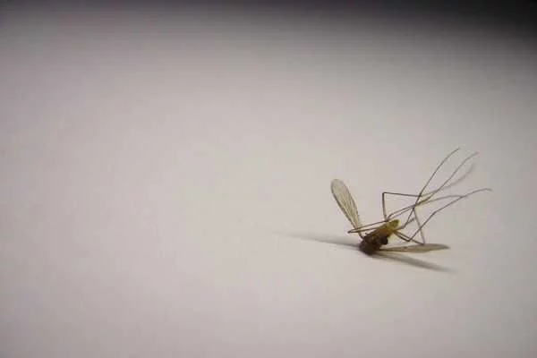 Eordaialive.com - Τα Νέα της Πτολεμαΐδας, Εορδαίας, Κοζάνης Πως να προστατευτείτε από τα κουνούπια