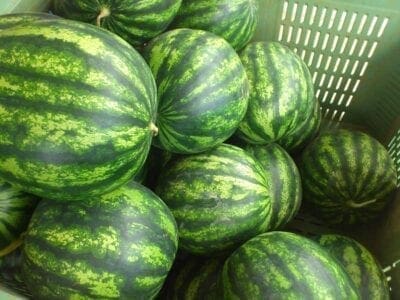 Πώς να διαλέγετε καλά καρπούζια... - Eordaialive.com