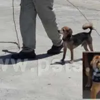 Eordaialive.com - Τα Νέα της Πτολεμαΐδας, Εορδαίας, Κοζάνης Σκύλος - καβοδέτης αφήνει άφωνους τους τουρίστες στο λιμάνι της Μυκόνου! (βίντεο)