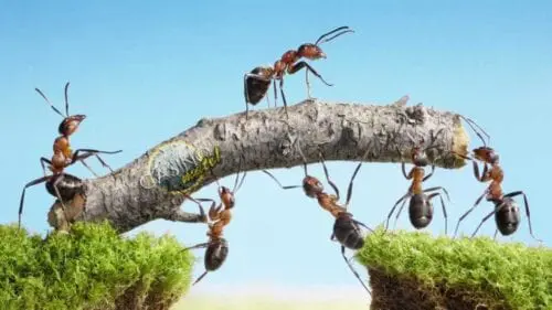 Eordaialive.com - Τα Νέα της Πτολεμαΐδας, Εορδαίας, Κοζάνης 6 φυσικές τεχνικές για να απαλλαγείτε από τα μυρμήγκια