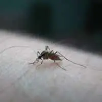 Eordaialive.com - Τα Νέα της Πτολεμαΐδας, Εορδαίας, Κοζάνης Μαθήτρια από τις Σέρρες στο νοσοκομείο από μολυσμένο κουνούπι