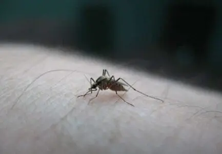 Eordaialive.com - Τα Νέα της Πτολεμαΐδας, Εορδαίας, Κοζάνης Μαθήτρια από τις Σέρρες στο νοσοκομείο από μολυσμένο κουνούπι