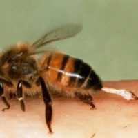 Eordaialive.com - Τα Νέα της Πτολεμαΐδας, Εορδαίας, Κοζάνης Γρεβενά: Νεκρός 60χρονος από τσίμπημα μέλισσας