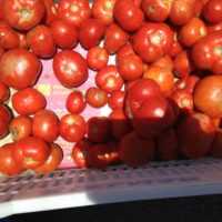 Eordaialive.com - Τα Νέα της Πτολεμαΐδας, Εορδαίας, Κοζάνης Τι παθαίνουν οι ντομάτες όταν τις βάζουμε στο ψυγείο