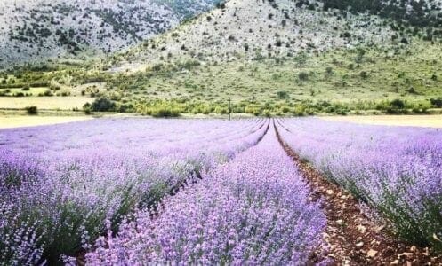 Κοζάνη: Λάζαρος Σεμερτζίδης «Καλύτερος Έλληνας αγρότης για το 2018» - Eordaialive.com