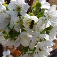 Eordaialive.com - Τα Νέα της Πτολεμαΐδας, Εορδαίας, Κοζάνης Εορδαία: Οι κερασιές ανθίζουν και το φθινόπωρο!