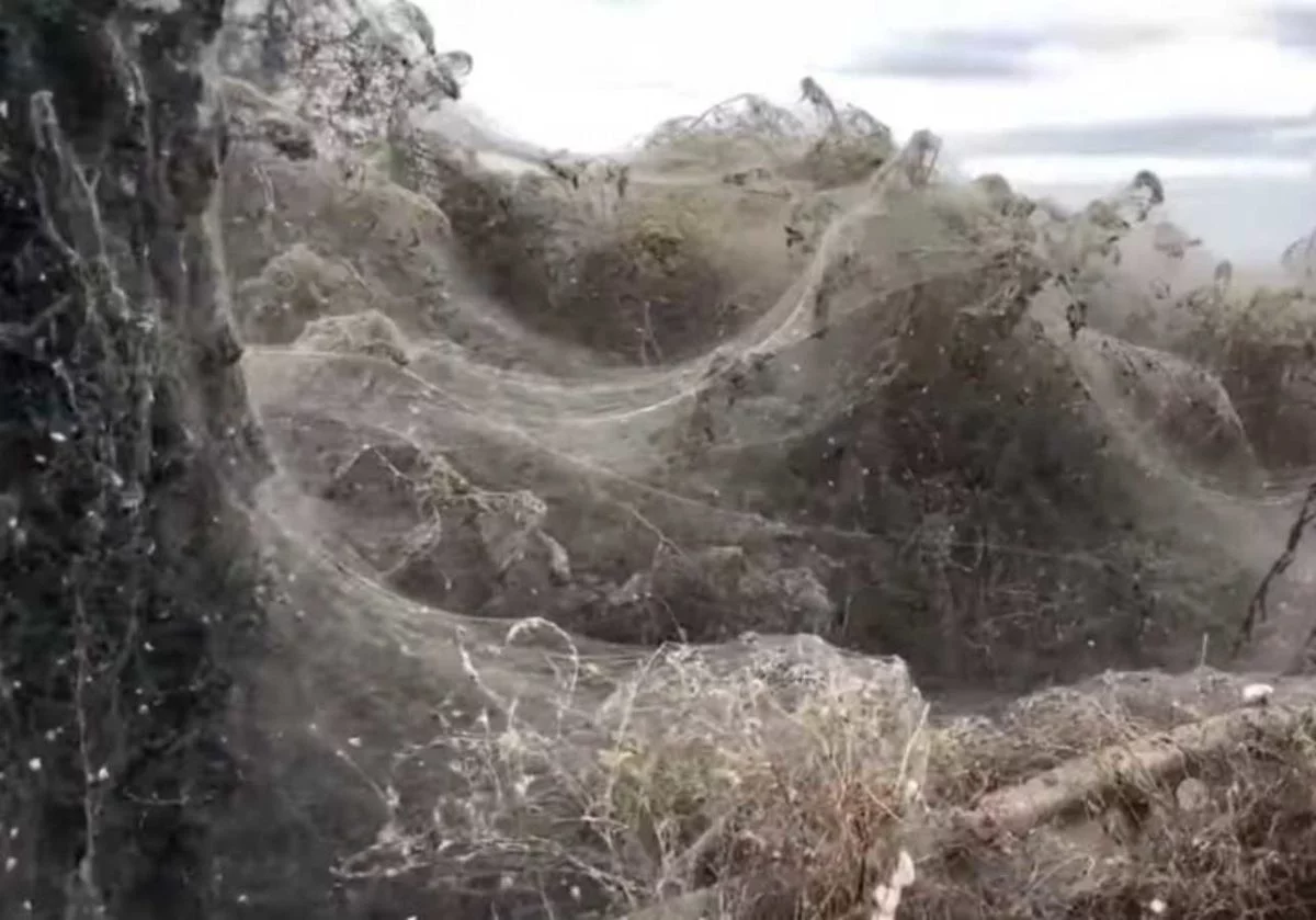 Eordaialive.com - Τα Νέα της Πτολεμαΐδας, Εορδαίας, Κοζάνης Γιγαντιαίος ιστός αράχνης 1.000 μέτρων στη λίμνη Βιστωνίδα (video)