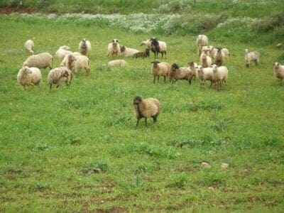 Αναρτήθηκαν οι καταστάσεις πληρωμής της δράσης Διατήρηση Απειλούμενων Αυτόχθονων Φυλών Αγροτικών Ζώων (ΠΕ Κοζάνης) - Eordaialive.com