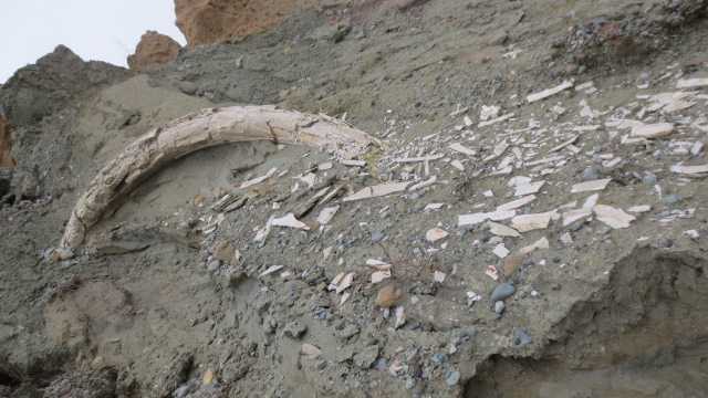 Eordaialive.com - Τα Νέα της Πτολεμαΐδας, Εορδαίας, Κοζάνης Εντοπίσθηκε παλαιοντολογικό εύρημα στο ορυχείο Αμυνταίου