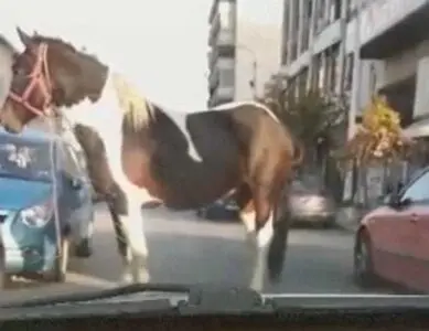 Eordaialive.com - Τα Νέα της Πτολεμαΐδας, Εορδαίας, Κοζάνης Το άλογο που προκάλεσε αναστάτωση στους δρόμους της Θεσσαλονίκης