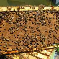 Eordaialive.com - Τα Νέα της Πτολεμαΐδας, Εορδαίας, Κοζάνης Υποβολή αιτήσεων για Κυψέλες Διαχείμασης μελισσιών