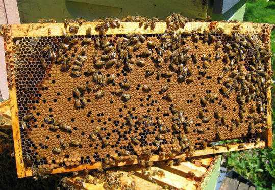 Eordaialive.com - Τα Νέα της Πτολεμαΐδας, Εορδαίας, Κοζάνης Υποβολή αιτήσεων για Κυψέλες Διαχείμασης μελισσιών