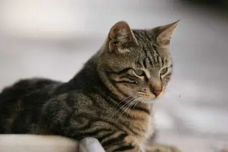 Eordaialive.com - Τα Νέα της Πτολεμαΐδας, Εορδαίας, Κοζάνης Δείτε μια γάτα να κάνει…κοιλιακούς σε πάρκινγκ!