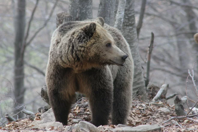 Eordaialive.com - Τα Νέα της Πτολεμαΐδας, Εορδαίας, Κοζάνης Ξύπνησαν οι αρκούδες από το χειμέριο λήθαργο, στο καταφύγιο του ΑΡΚΤΟΥΡΟΥ