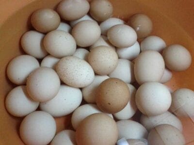 Τι να προσέχετε όταν αγοράζετε αυγά - Eordaialive.com