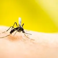 Eordaialive.com - Τα Νέα της Πτολεμαΐδας, Εορδαίας, Κοζάνης 7+1 τρόποι για να εξαφανίσεις τα κουνούπια από το σπίτι σου