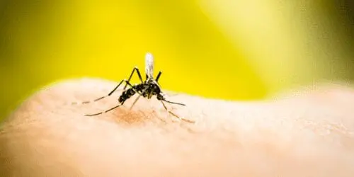 Eordaialive.com - Τα Νέα της Πτολεμαΐδας, Εορδαίας, Κοζάνης 7+1 τρόποι για να εξαφανίσεις τα κουνούπια από το σπίτι σου
