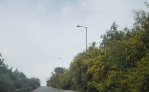 Eordaialive.com - Τα Νέα της Πτολεμαΐδας, Εορδαίας, Κοζάνης Πτολεμαΐδα: «Κόβουν» τον δρόμο τα κλαδιά των δένδρων