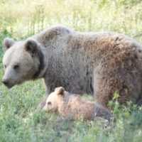 Eordaialive.com - Τα Νέα της Πτολεμαΐδας, Εορδαίας, Κοζάνης Πτολεμαΐδα: Αρκούδα αποδεκάτισε κοπάδι με κατσίκια
