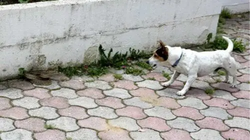 Eordaialive.com - Τα Νέα της Πτολεμαΐδας, Εορδαίας, Κοζάνης Καστοριά: Ηρωικό σκυλάκι έσωσε τα αφεντικά του από φίδι!