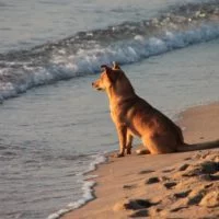 Eordaialive.com - Τα Νέα της Πτολεμαΐδας, Εορδαίας, Κοζάνης Επιτρέπεται να πάρω τον σκύλο στην παραλία για μπάνιο; Τι προβλέπει ο νόμος