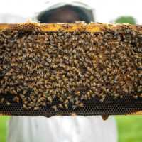 Eordaialive.com - Τα Νέα της Πτολεμαΐδας, Εορδαίας, Κοζάνης Πρόσκληση σε ταχύρρυθμες εκπαιδεύσεις μελισσοκόμων έτους 2019