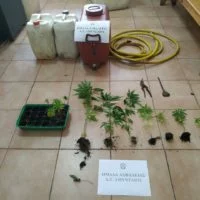 Eordaialive.com - Τα Νέα της Πτολεμαΐδας, Εορδαίας, Κοζάνης Συνελήφθη 48χρονος για καλλιέργεια -16- δενδρυλλίων κάνναβης