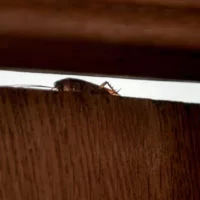 Eordaialive.com - Τα Νέα της Πτολεμαΐδας, Εορδαίας, Κοζάνης Εφιάλτης! Οι κατσαρίδες γίνονται ασταμάτητες – Νέα ανησυχητικά στοιχεία