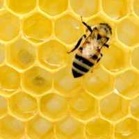 Eordaialive.com - Τα Νέα της Πτολεμαΐδας, Εορδαίας, Κοζάνης Τι πρέπει να κάνεις αν σε τσιμπήσει μέλισσα