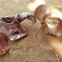 Eordaialive.com - Τα Νέα της Πτολεμαΐδας, Εορδαίας, Κοζάνης Ξάνθη: Ανακάλυψαν αρχαίο "θησαυρό" στη θάλασσα
