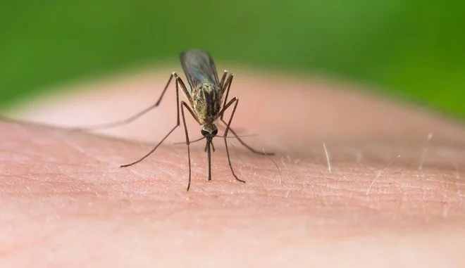 Eordaialive.com - Τα Νέα της Πτολεμαΐδας, Εορδαίας, Κοζάνης 10 λόγοι που τα κουνούπια επιλέγουν εσένα αντί των άλλων!
