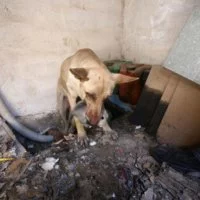Eordaialive.com - Τα Νέα της Πτολεμαΐδας, Εορδαίας, Κοζάνης Η σκυλίτσα που έσωσε τα κουτάβια της από την φωτιά στον Υμηττό