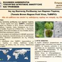 Eordaialive.com - Τα Νέα της Πτολεμαΐδας, Εορδαίας, Κοζάνης Ενημερωτικό φυλλάδιο του επιβλαβούς οργανισμού “Ιός της καστανής ρυτίδωσης των καρπών της τομάτας” (Tomato Brown Rugose Fruit Virus – ToBRFV)