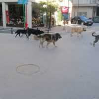 Eordaialive.com - Τα Νέα της Πτολεμαΐδας, Εορδαίας, Κοζάνης Πτολεμαΐδα: Φωτογραφίες αναγνώστη με Αγέλη αδέσποτων σκυλιών - Επιτακτική ανάγκη η επίσπευση των διαδικασιών από τη νέα Δημοτική Αρχή