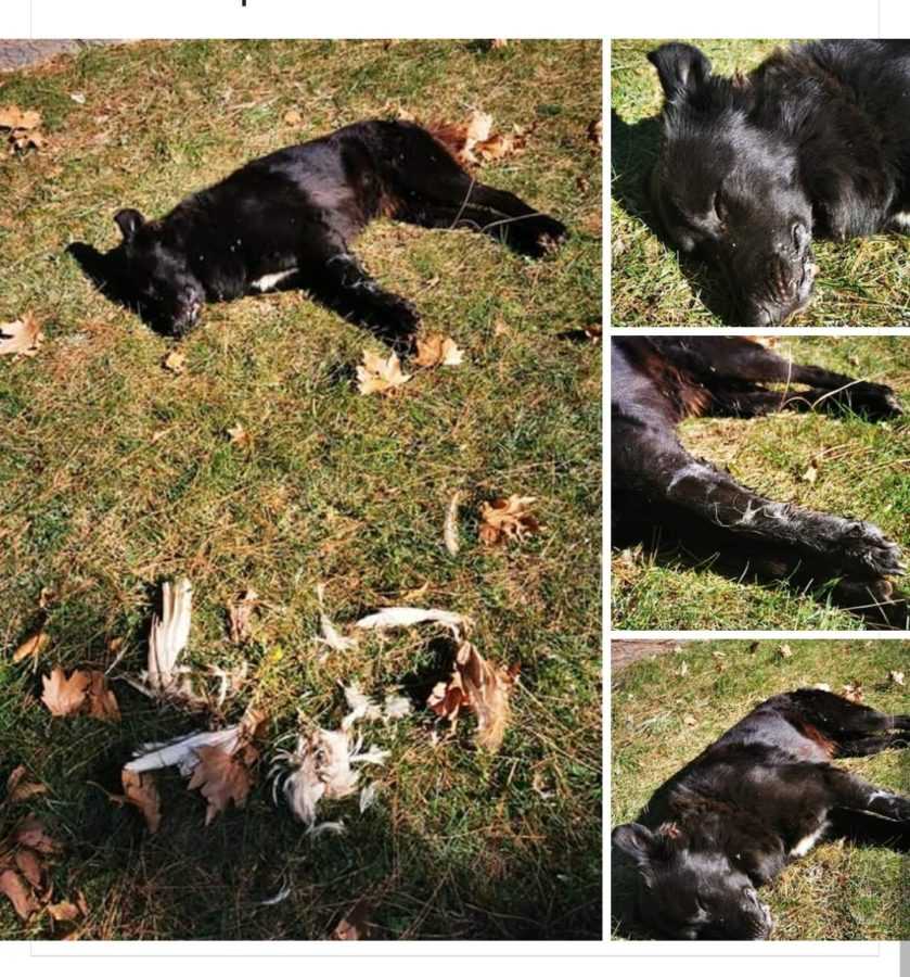 Εορδαία: Σκότωσαν αδέσποτα με Φόλες (φωτο) - Eordaialive.com