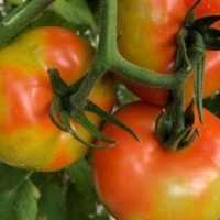 Eordaialive.com - Τα Νέα της Πτολεμαΐδας, Εορδαίας, Κοζάνης Εμφάνιση του επιβλαβούς οργανισμού Tomato Brown Rugose Fruit Virus – ToBRFV (Ιός της καστανής ρυτίδωσης των καρπών της τομάτας) στην Ελλάδα, σε θερμοκηπιακή καλλιέργεια τομάτας του Νομού Χανίων - Κρήτης. Μέτρα και Ορθές πρακτικές για τον περιορισμό της εξάπλωσης και την εκρίζωση του ιού