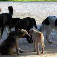 Eordaialive.com - Τα Νέα της Πτολεμαΐδας, Εορδαίας, Κοζάνης Εορδαία: Αδέσποτοι σκύλοι στην Ασβεστόπετρα σπέρνουν τον φόβο στα παιδιά- Σε δημόσιο διάλογο θα καλέσει ο Δήμος τους Πολίτες