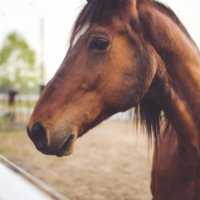 Eordaialive.com - Τα Νέα της Πτολεμαΐδας, Εορδαίας, Κοζάνης Γρεβενά: Σκότωσαν και δεύτερο άλογο