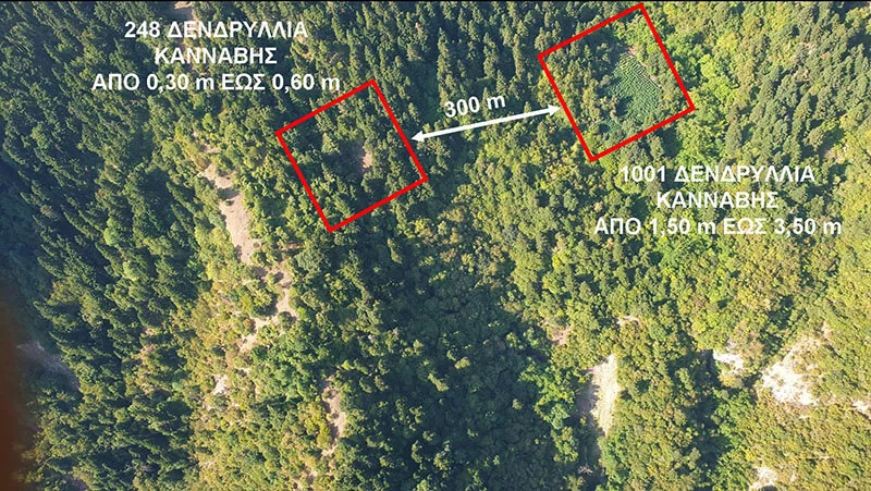 Eordaialive.com - Τα Νέα της Πτολεμαΐδας, Εορδαίας, Κοζάνης Εντοπίστηκαν από το Τμήμα Ασφάλειας Κοζάνης σε δύσβατη ορεινή περιοχή της Καρδίτσας δύο μεγάλες φυτείες κάνναβης, αποτελούμενες από 1.249 δενδρύλλια