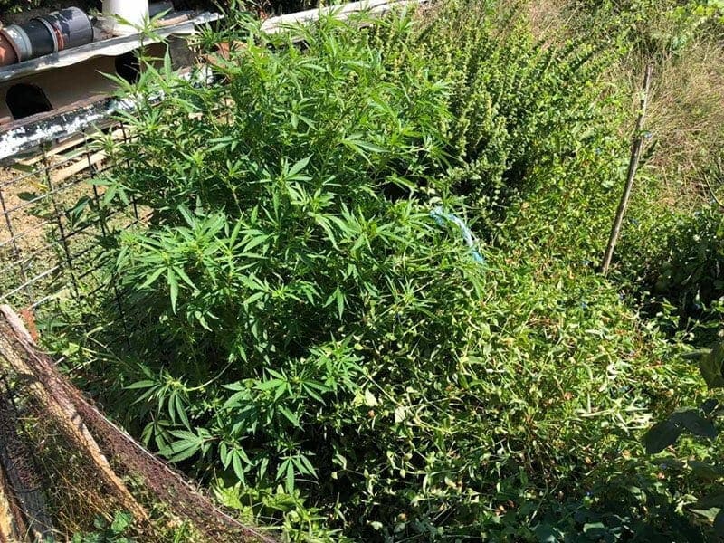 Συνελήφθη 61χρονος ημεδαπός για καλλιέργεια 10 δενδρυλλίων κάνναβης, σε περιοχή της Καστοριάς | Eordaialive.com Συνελήφθη 61χρονος ημεδαπός για καλλιέργεια 10 δενδρυλλίων κάνναβης, σε περιοχή της Καστοριάς - Eordaialive.com