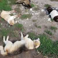 Eordaialive.com - Τα Νέα της Πτολεμαΐδας, Εορδαίας, Κοζάνης Κτηνωδία στη Φλώρινα: Πάνω από 50 νεκρά σκυλιά από φόλες