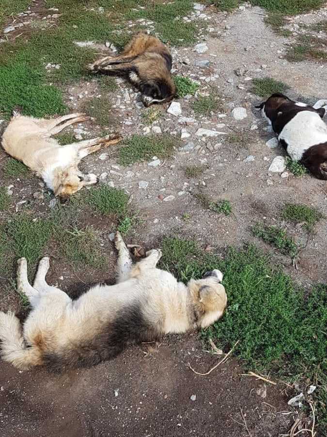 Eordaialive.com - Τα Νέα της Πτολεμαΐδας, Εορδαίας, Κοζάνης Κτηνωδία στη Φλώρινα: Πάνω από 50 νεκρά σκυλιά από φόλες