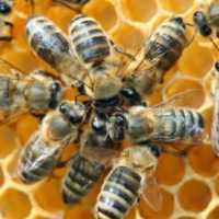 Eordaialive.com - Τα Νέα της Πτολεμαΐδας, Εορδαίας, Κοζάνης Οι μέλισσες ανακηρύχθηκαν τα πιο σημαντικά έμβια όντα στην γη!