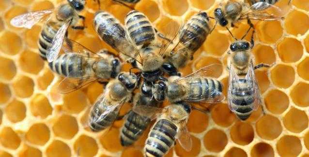 Eordaialive.com - Τα Νέα της Πτολεμαΐδας, Εορδαίας, Κοζάνης Οι μέλισσες ανακηρύχθηκαν τα πιο σημαντικά έμβια όντα στην γη!