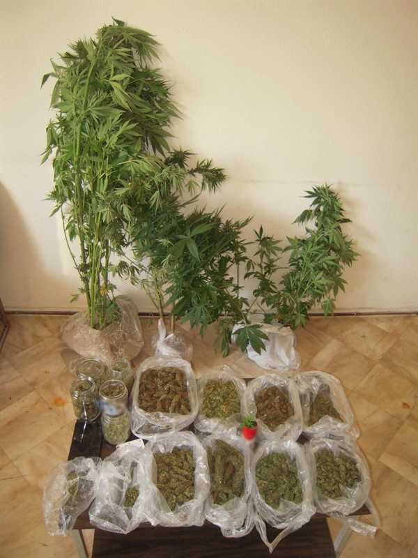 Eordaialive.com - Τα Νέα της Πτολεμαΐδας, Εορδαίας, Κοζάνης Σύλληψη 47χρονου ημεδαπού, σε περιοχή των Γρεβενών, για καλλιέργεια δενδρυλλίων κάνναβης και κατοχή ναρκωτικών ουσιών